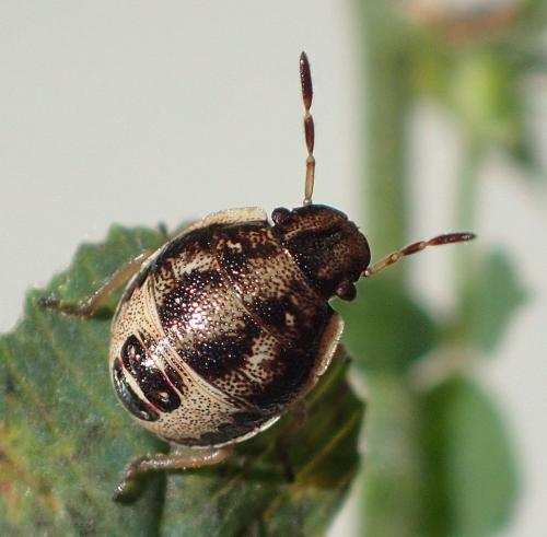 Réf. 192 411 : Holcostethus sp.